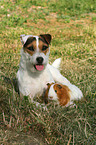 Jack Russell Terrier and guinea pig