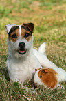 Jack Russell Terrier and guinea pig