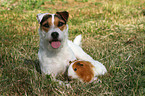 Jack Russell Terrier and guinea pig