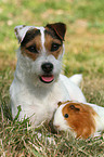 Jack Russell Terrier and guinea pig