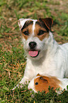 Jack Russell Terrier and guinea pig