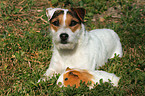 Jack Russell Terrier and guinea pig