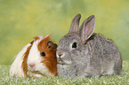 bunny and guinea pig