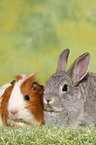 bunny and guinea pig