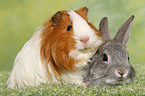 bunny and guinea pig