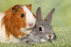 bunny and guinea pig