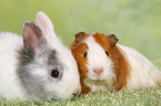 bunny and guinea pig