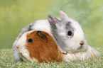 bunny and guinea pig