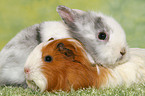 bunny and guinea pig