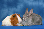 bunny and guinea pig