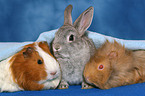 bunny and guinea pigs