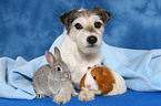 Parson Russell Terrier, bunny and guinea pig