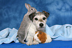 Parson Russell Terrier, bunny and guinea pig