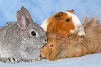 bunny and guinea pigs