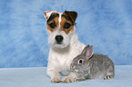 Jack Russell Terrier and pygmy rabbit