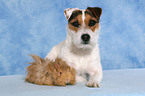 Jack Russell Terrier and guinea pig