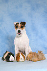 Jack Russell Terrier and guinea pigs