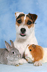 Jack Russell Terrier, bunny and guinea pig