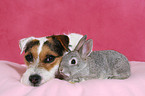 Jack Russell Terrier and pygmy rabbit