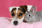 Jack Russell Terrier and pygmy rabbit