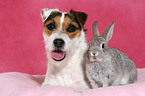 Jack Russell Terrier and pygmy rabbit