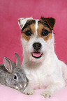 Jack Russell Terrier and pygmy rabbit