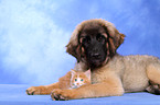 puppy and kitten