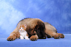 puppy and kitten