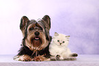 Yorkshire Terrier an persian kitten