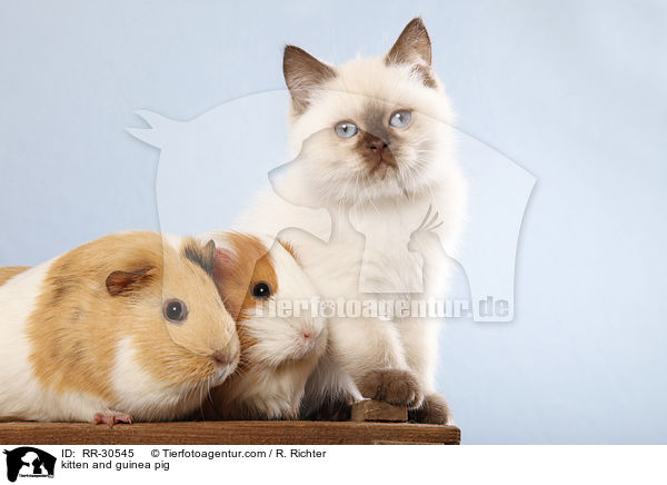 kitten and guinea pig / RR-30545