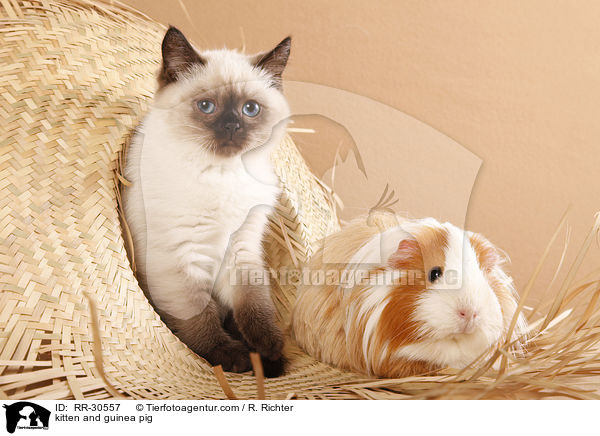 kitten and guinea pig / RR-30557