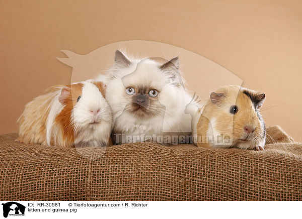 kitten and guinea pig / RR-30581