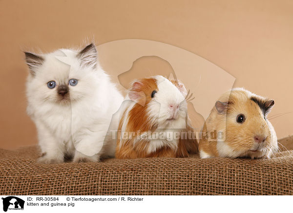 kitten and guinea pig / RR-30584