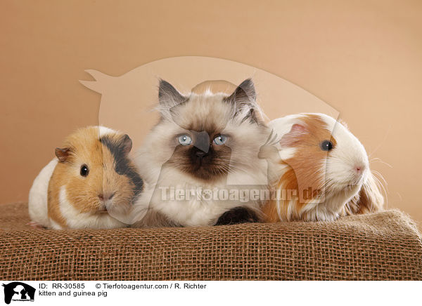 kitten and guinea pig / RR-30585