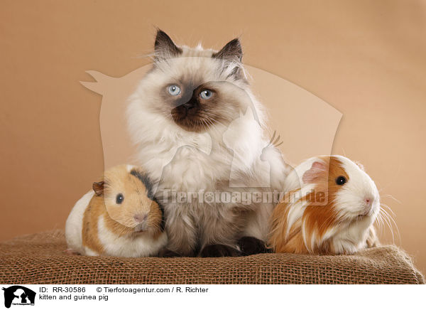 kitten and guinea pig / RR-30586