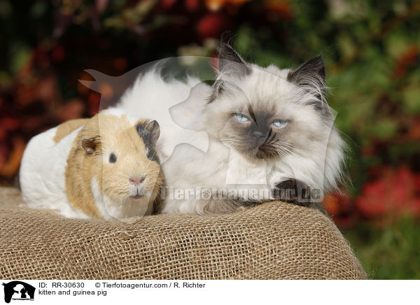 kitten and guinea pig / RR-30630