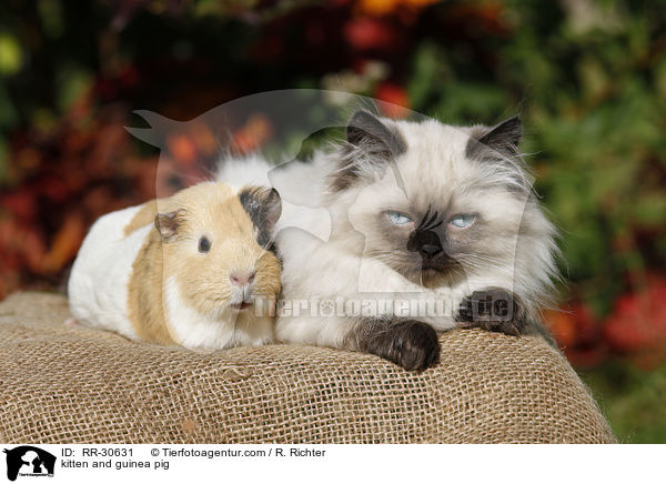 Katze & Meerschwein / kitten and guinea pig / RR-30631