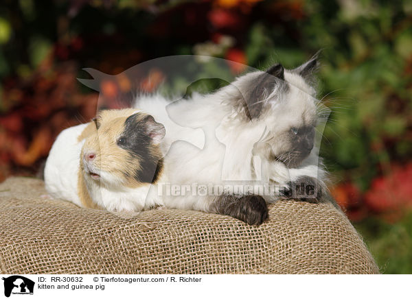 Katze & Meerschwein / kitten and guinea pig / RR-30632