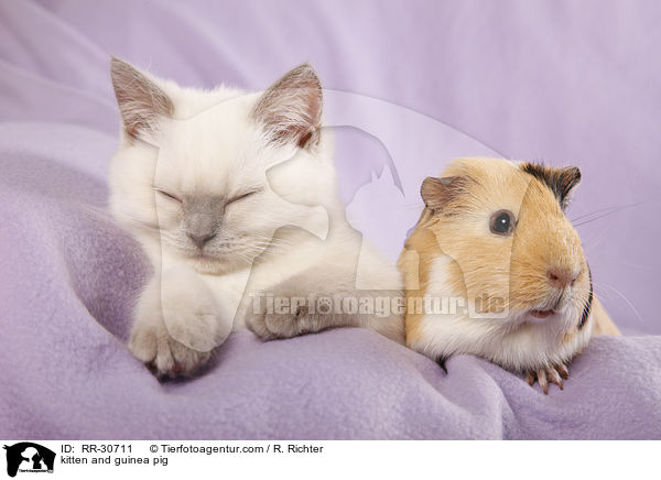 kitten and guinea pig / RR-30711