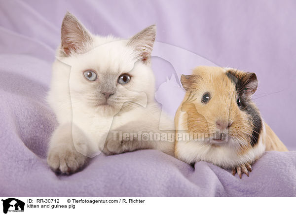 kitten and guinea pig / RR-30712