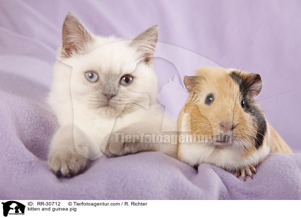 Katze & Meerschwein / kitten and guinea pig / RR-30712