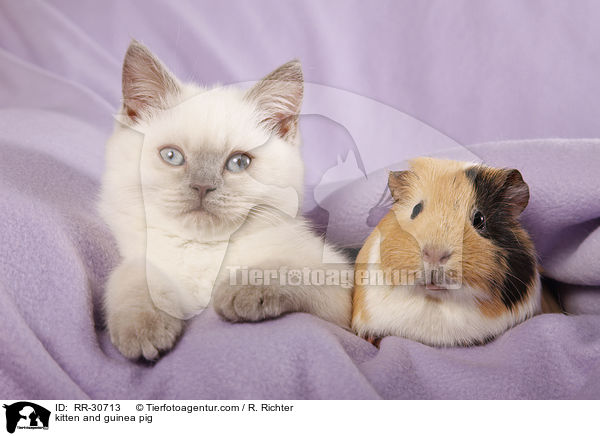kitten and guinea pig / RR-30713
