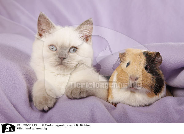 Katze & Meerschwein / kitten and guinea pig / RR-30713