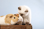 kitten and guinea pig