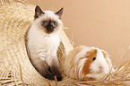 kitten and guinea pig