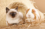 kitten and guinea pig