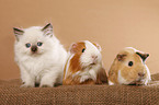 kitten and guinea pig