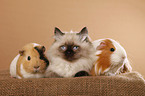 kitten and guinea pig