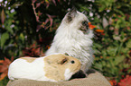 kitten and guinea pig