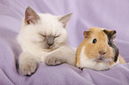 kitten and guinea pig